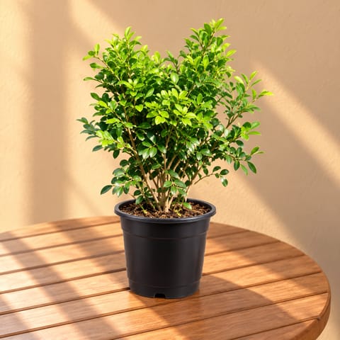 Madhu Kamini White / Murraya in 8 Inch Nursery Pot