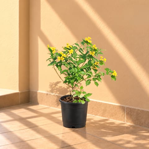 Lantana Yellow in 8 Inch Black Nursery Pot