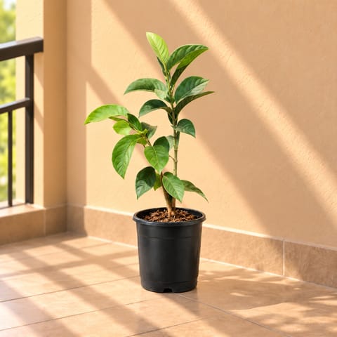 Amrood / Guava in 8 Inch Nursery Pot