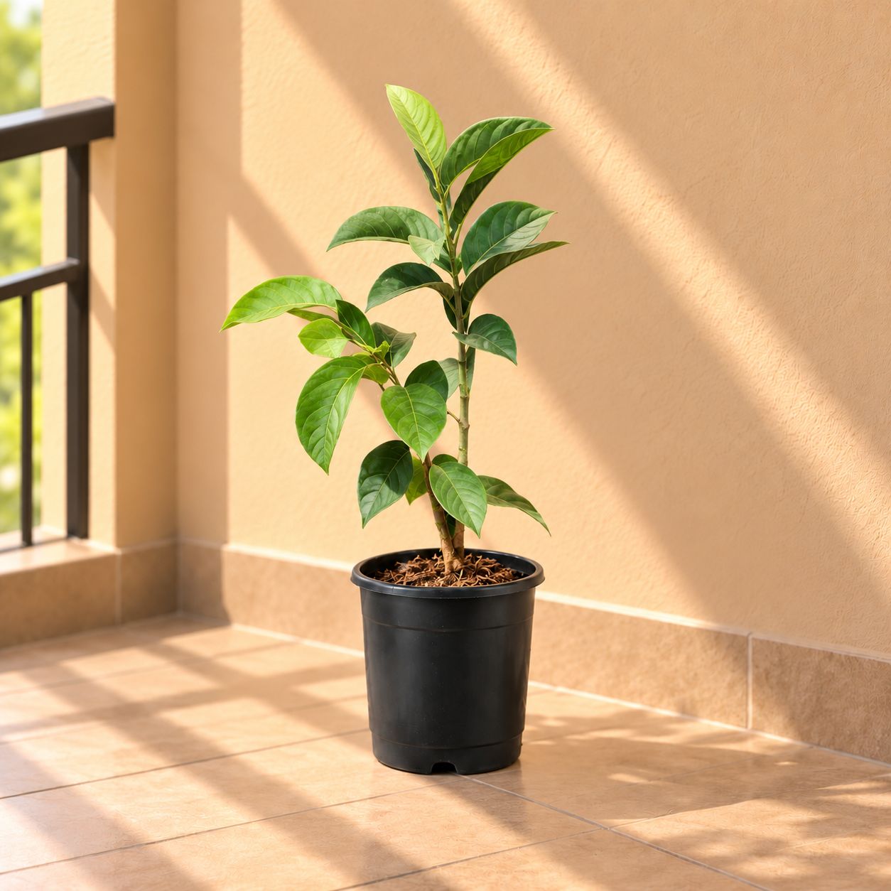 Amrood / Guava in 8 Inch Nursery Pot