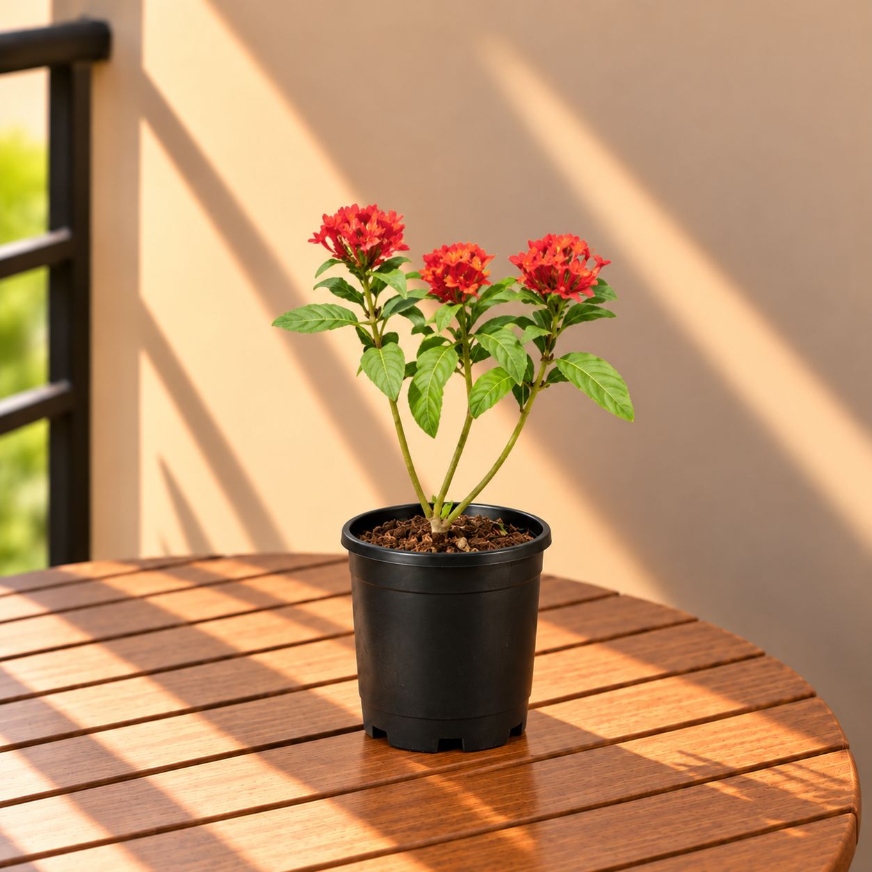 Ixora Red in 6 Inch Nursery pot