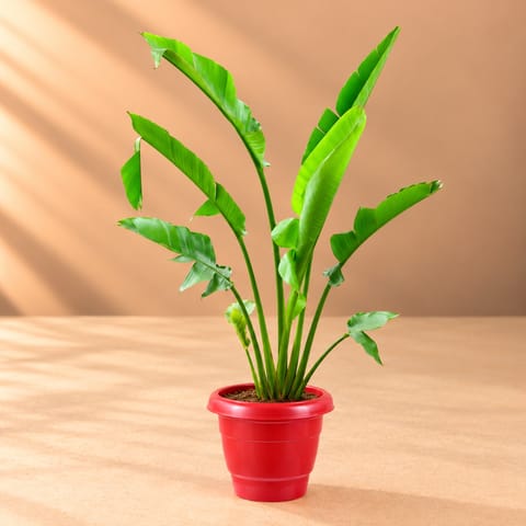 Traveller palm (~ 4 Ft) in 12 Inch Terracotta Red Classy Plastic Pot
