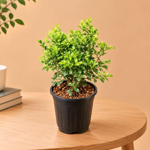 Madhu Kamini White in 10 inch Black Nursery Pot