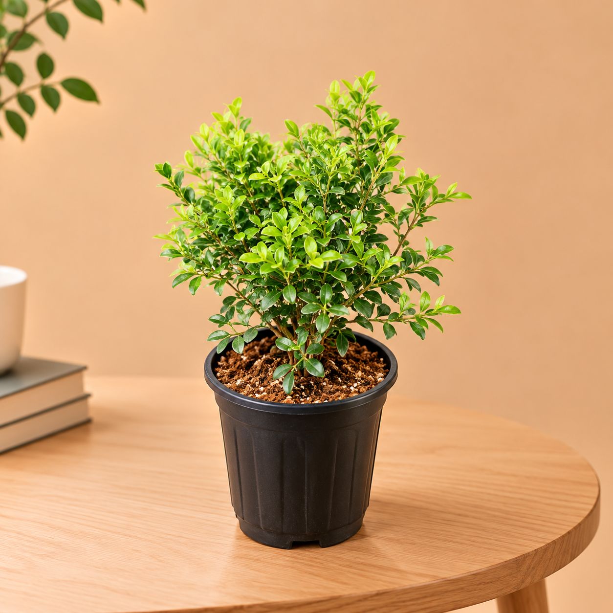 Madhu Kamini White in 10 inch Black Nursery Pot