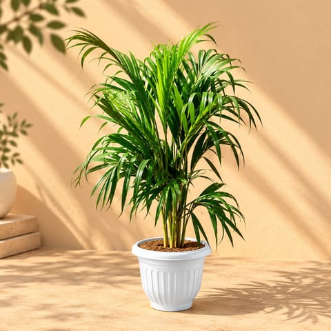 Air Purifying: Areca Palm ( 4 Ft) in 10 Inch White Olive Plastic Pot