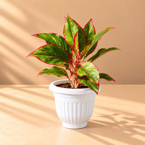 Aglaonema Lipstick in 8 Inch White Olive Plastic Pot