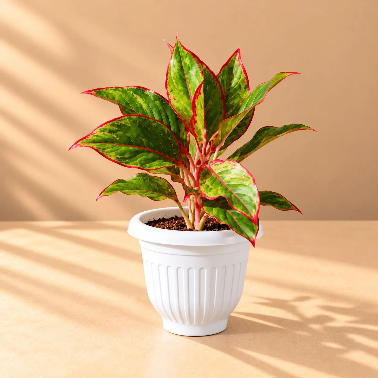 Aglaonema Lipstick in 8 Inch White Olive Plastic Pot