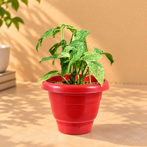 Monstera Broken Heart in 8 Inch Terracotta Red Classy Plastic Pot