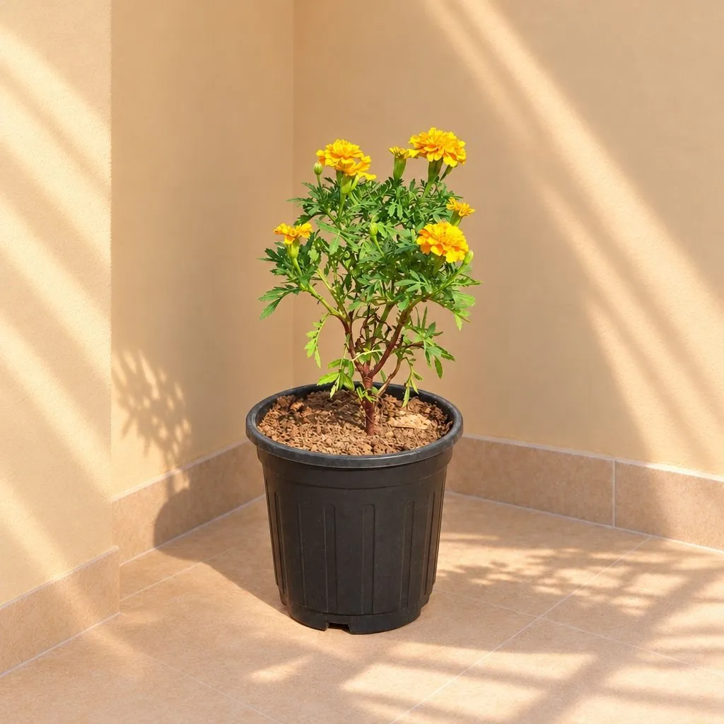 Marigold Jafri (any colour) in 6 Inch Nursery Pot