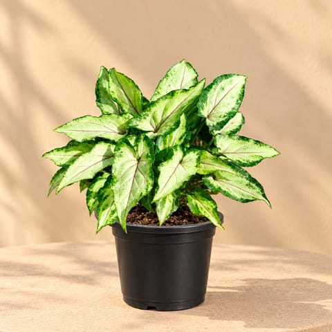 Syngonium Yammi in 6 Inch Nursery Pot