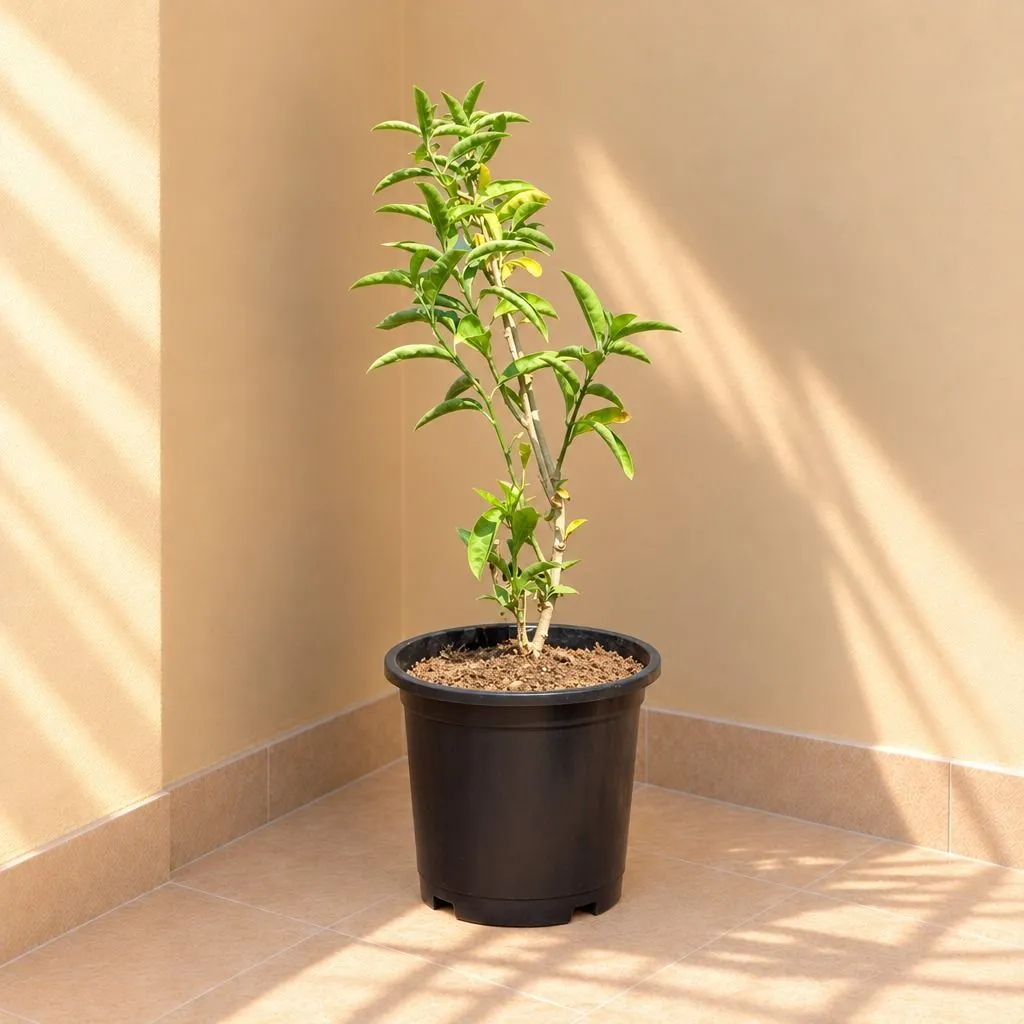 Raat Ki Rani / Night Blooming Jasmine Pune in 8 Inch Black Nursery Pot