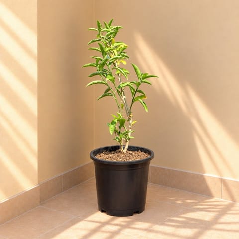 Raat Ki Rani / Night Blooming Jasmine Pune in 8 Inch Black Nursery Pot