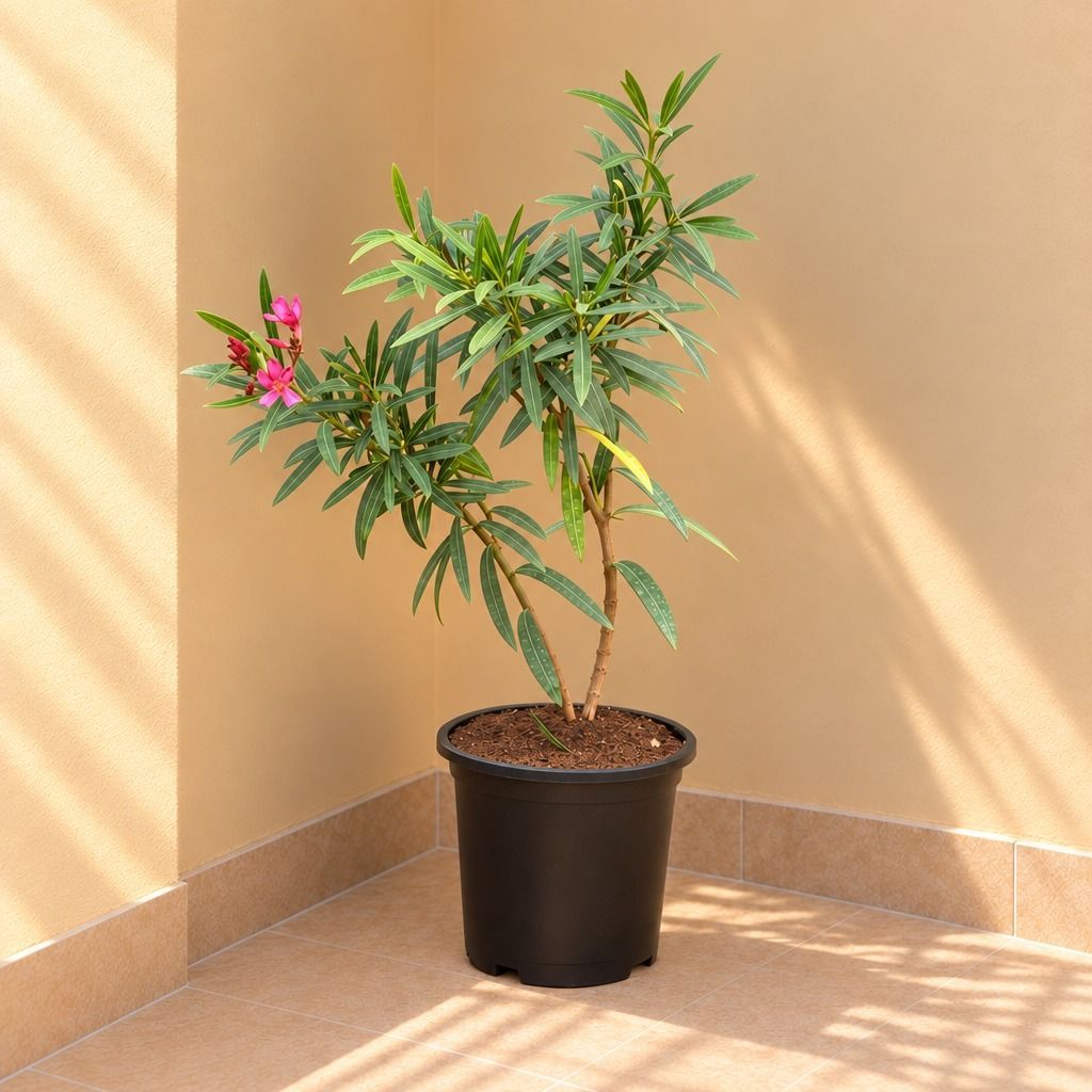 Kaner / Oleander Pink in 8 Inch Black Nursery Pot
