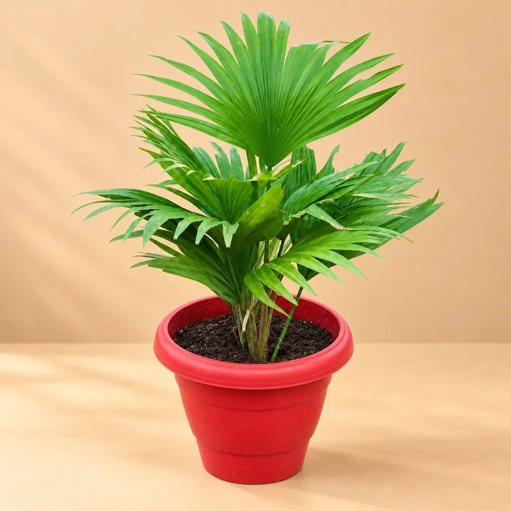 China Palm / Fan Palm in 8 Inch Red Terracotta Classy Plastic pot