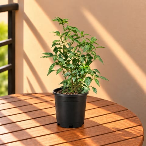 Mirchi / Chilli in 6 Inch Nursery Pot