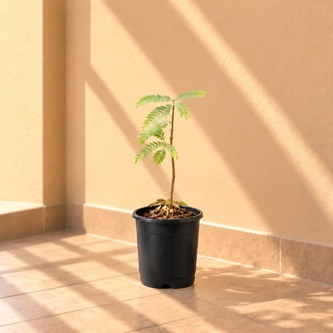 Amla in 8 Inch Nursery Pot