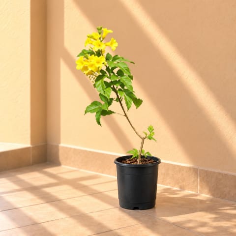 Tecoma Gori Chori (any colour) in 8 Inch Nursery Pot