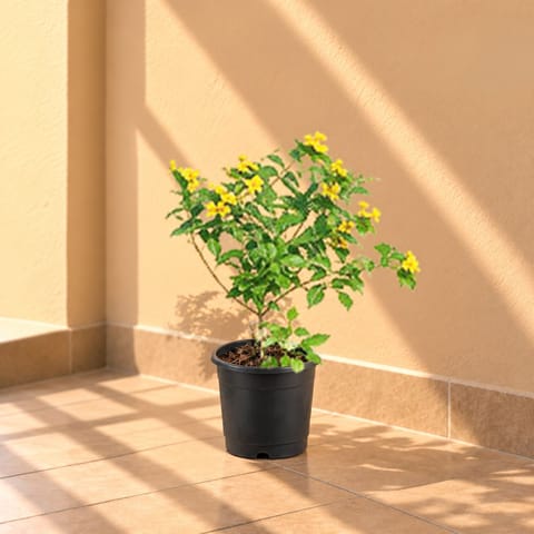 Lantana Yellow in 8 Inch Black Nursery Pot