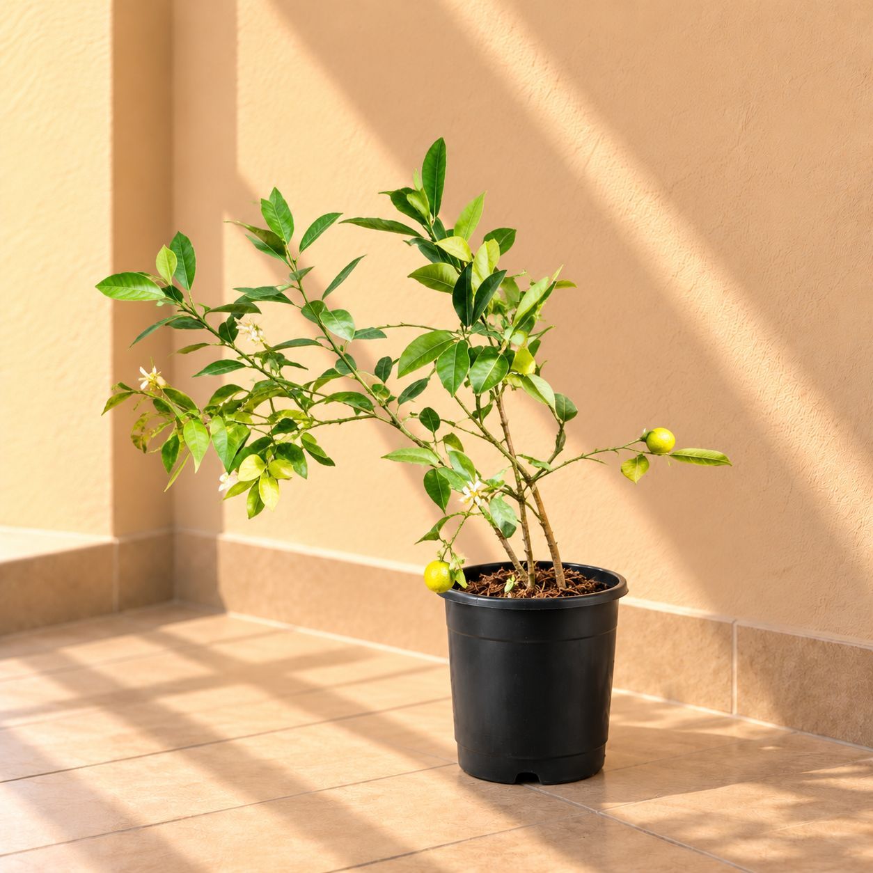 Lemon / Nimbu (~ 2 Ft) in 8 inch Nursery Pot