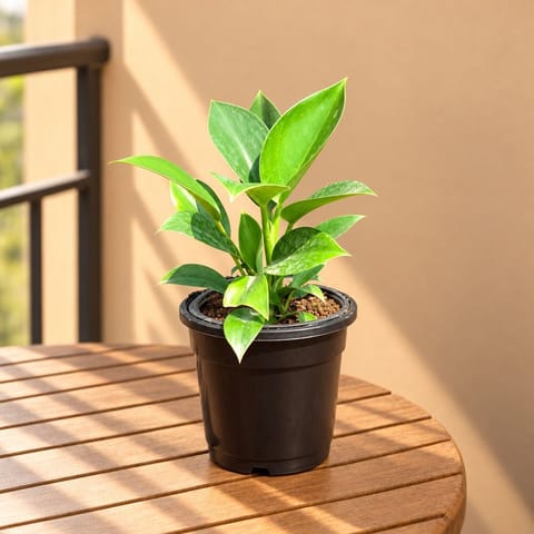 Air Purifying - Philodendron Birkin in 6 Inch Nursery Pot