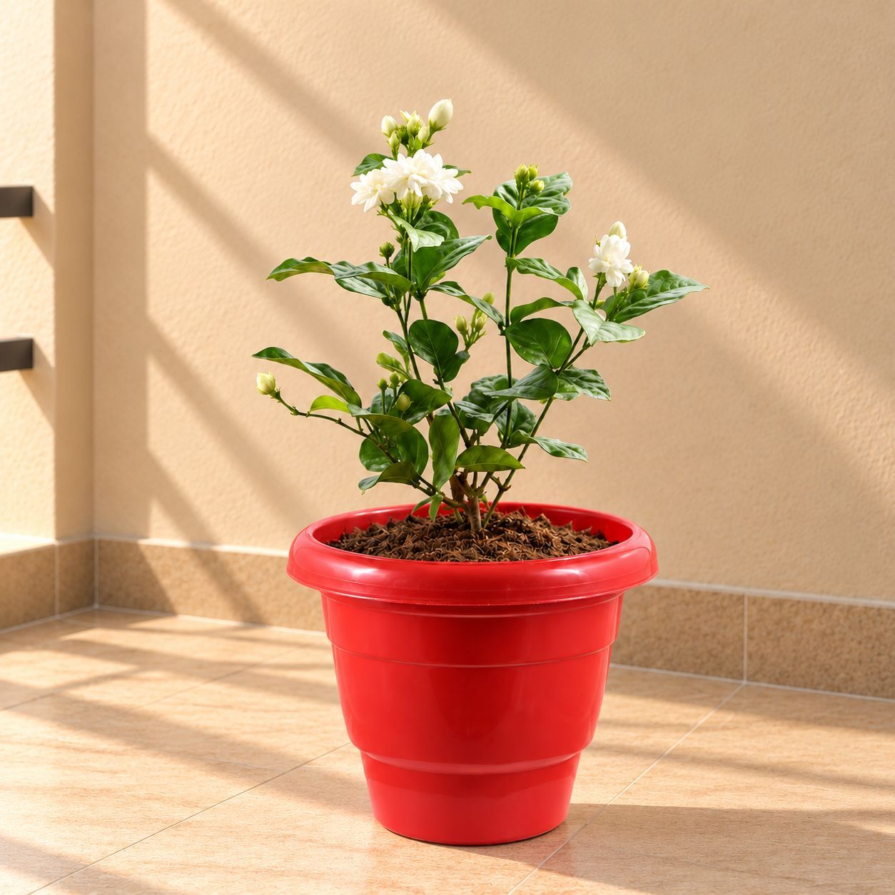 Mogra / Jasmine (Any Colour) Pune in 8 Inch Terracotta Red Classy Plastic Pot
