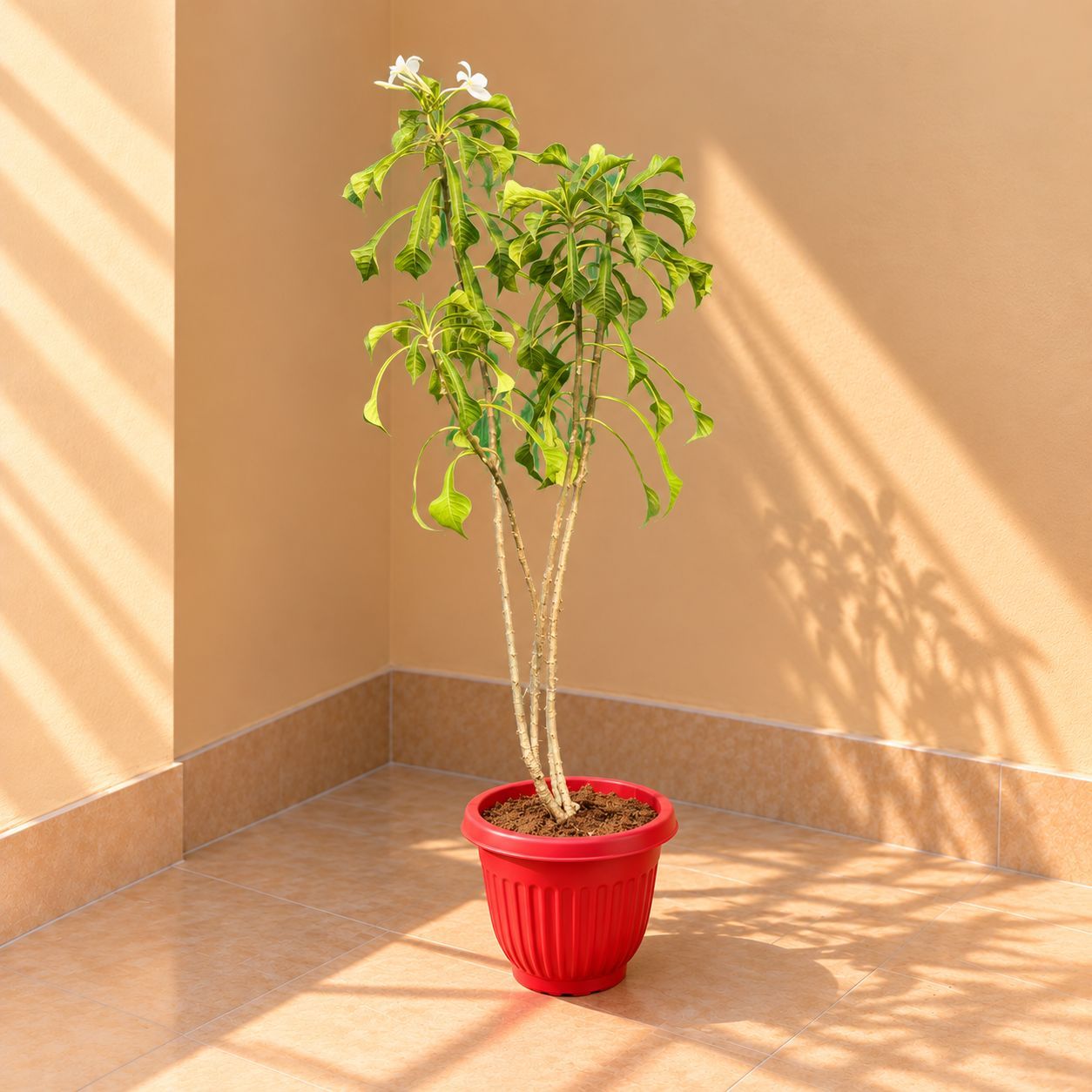 Naag Champa / Plumeria in 8 Inch Terracotta Red Olive Plastic Pot