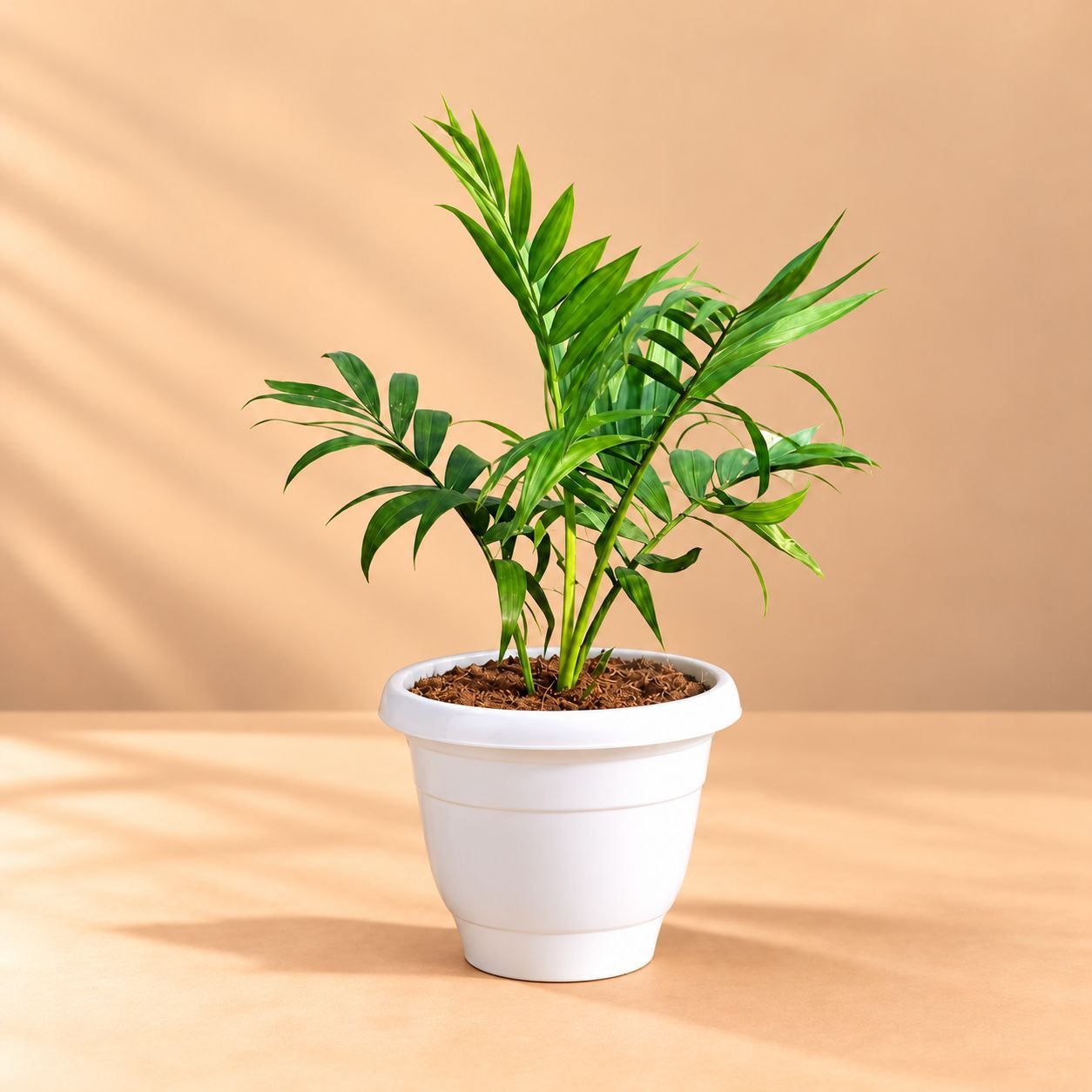 Free Next Day Delivery | Chamaedorea Palm in 8 Inch White Classy ...