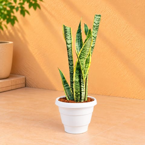 Air Purifier Snake Golden Long in 8 Inch White Classy Plastic Pot
