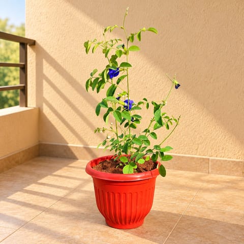 Aparajita in 8 Inch Terracotta Red Olive Plastic Pot
