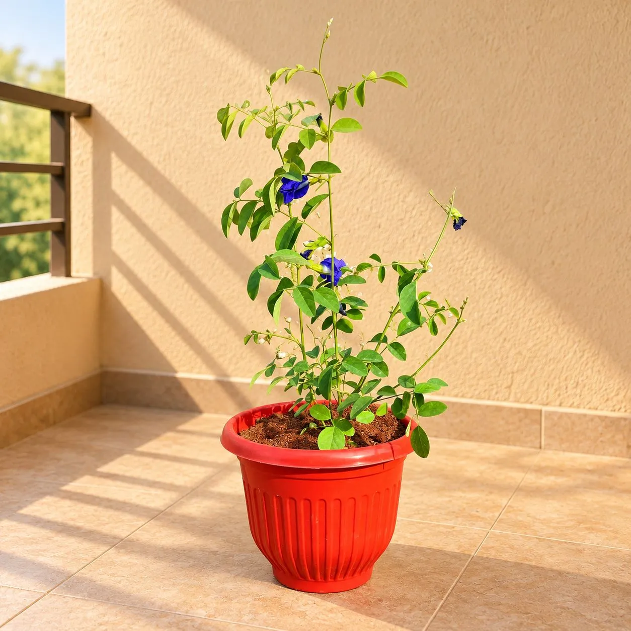 Aparajita in 8 Inch Terracotta Red Olive Plastic Pot