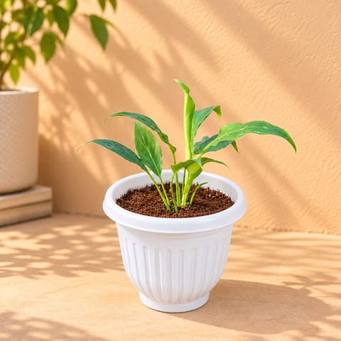 Peace Lily in 8 Inch White Olive Plastic Pot