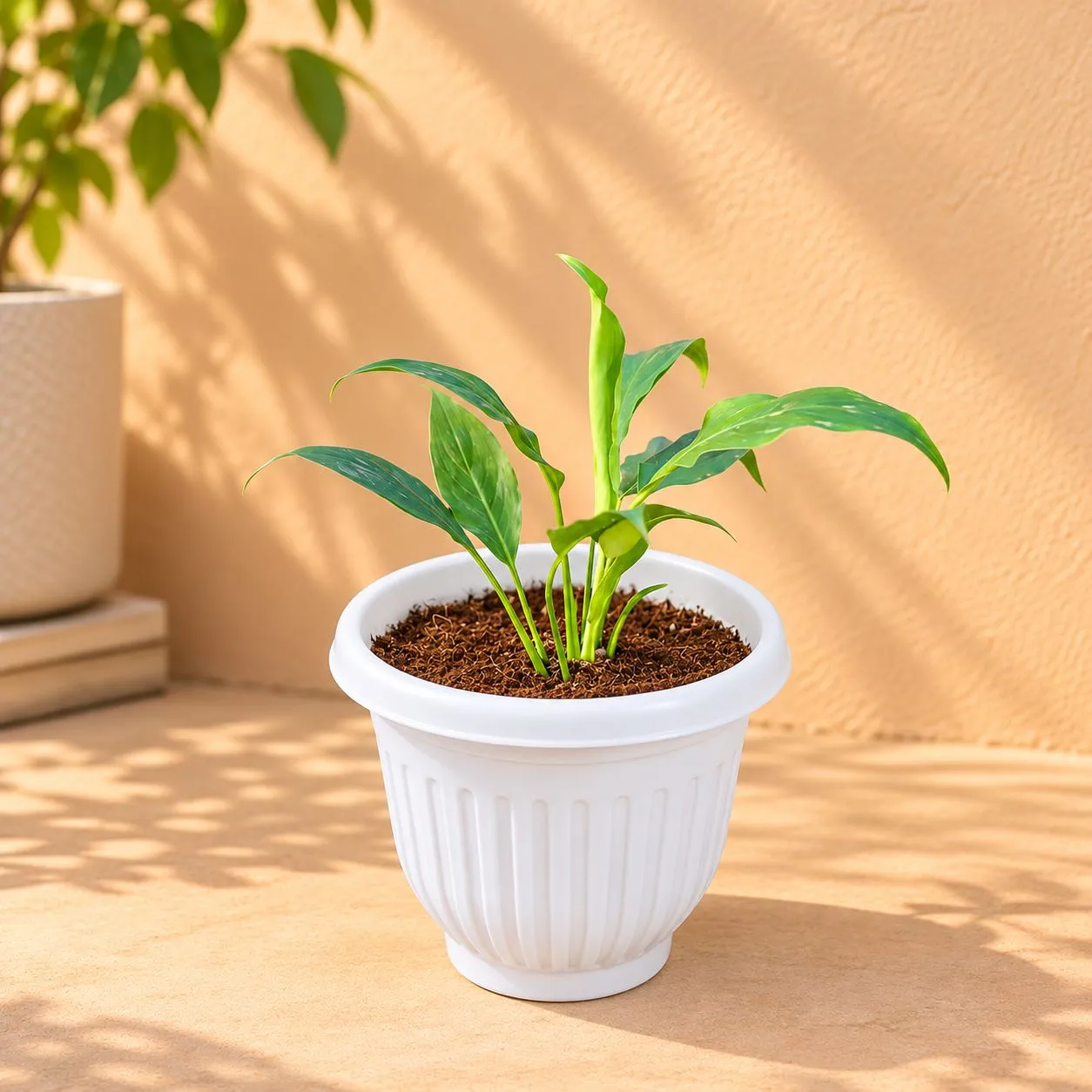Peace Lily in 8 Inch White Olive Plastic Pot