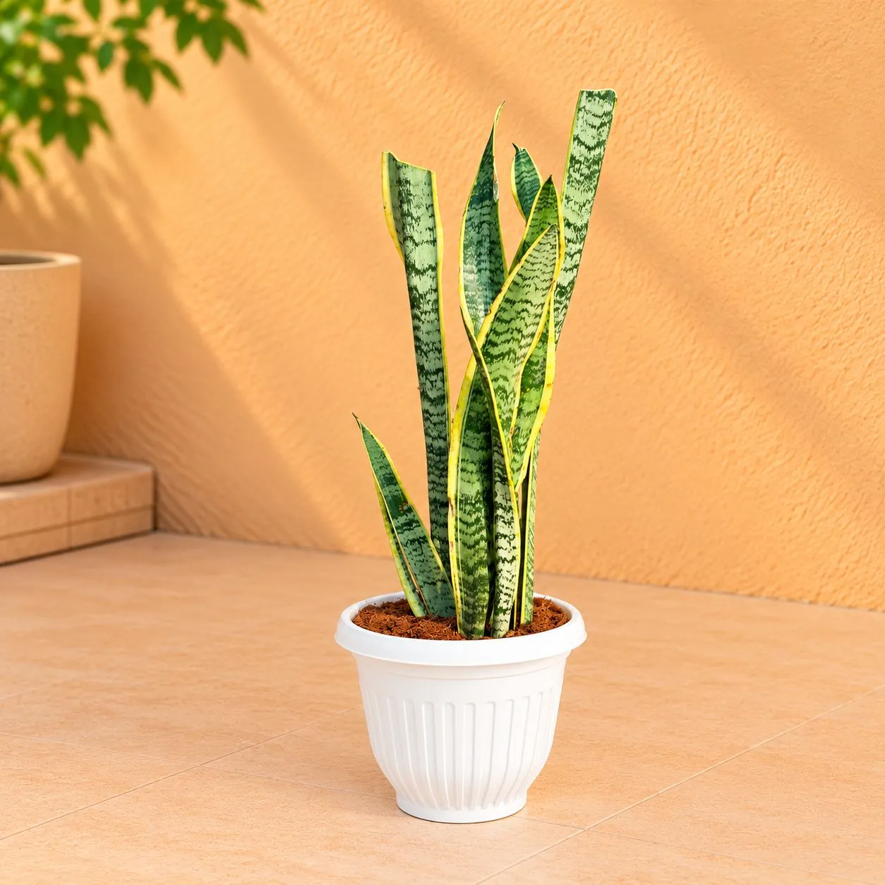 Air Purifier Snake Golden Long in 8 Inch White Olive Plastic Pot