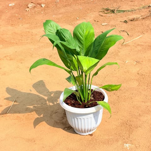 Peace Lily Bushy in 8 Inch White Olive Plastic Pot