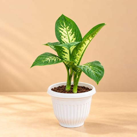 Dieffenbachia Seguine in 8 Inch White Olive Plastic Pot