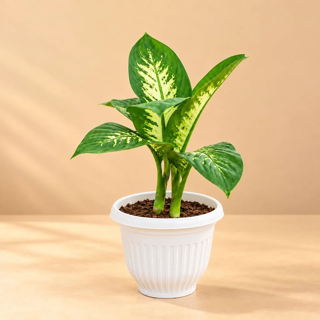 Dieffenbachia Seguine in 8 Inch White Olive Plastic Pot