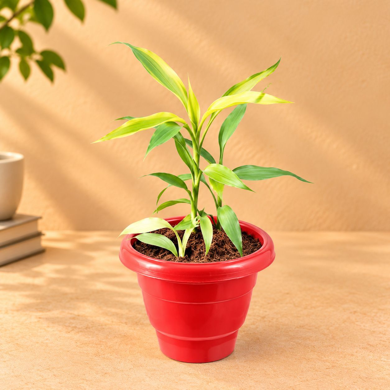 Indoor Plant - Lucky Bamboo in 8 Inch Terracotta Red Classy Plastic Pot