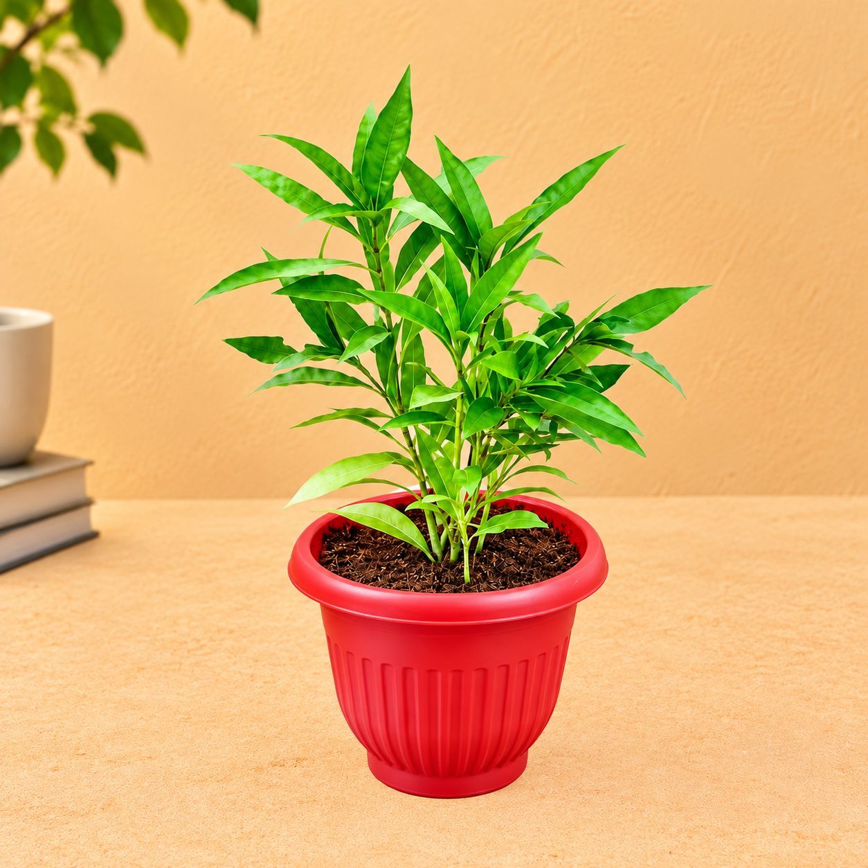 Sukh Shanti in 8 Inch Terracotta Red Olive Plastic Pot