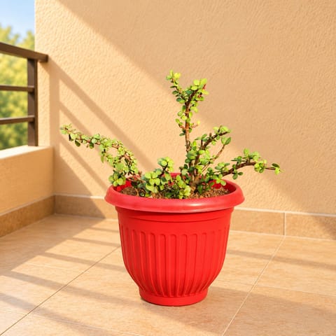 Pune Jade in 8 Inch Terracotta Red Olive Plastic Pot