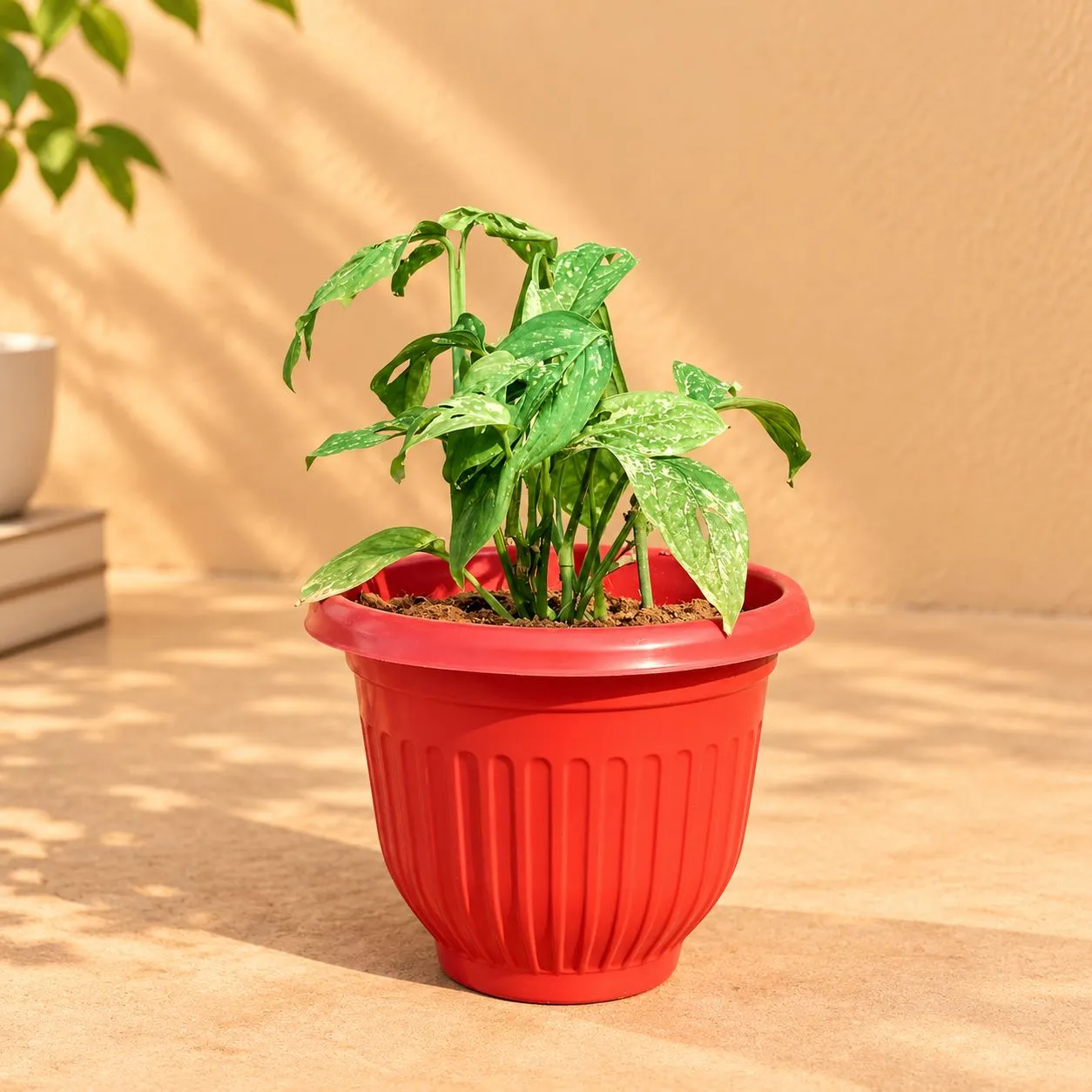 Monstera Broken Heart in 8 Inch Terracotta Red Olive Plastic Pot