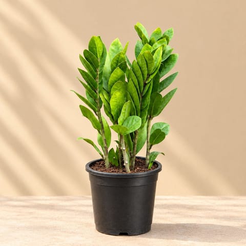 Zz Green in 6 Inch Nursery Pot