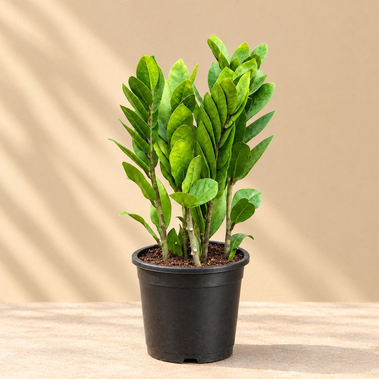 Zz Green in 6 Inch Nursery Pot