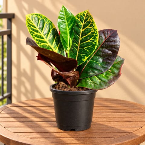 Croton Petra Red in 6 inch Nursery Pot