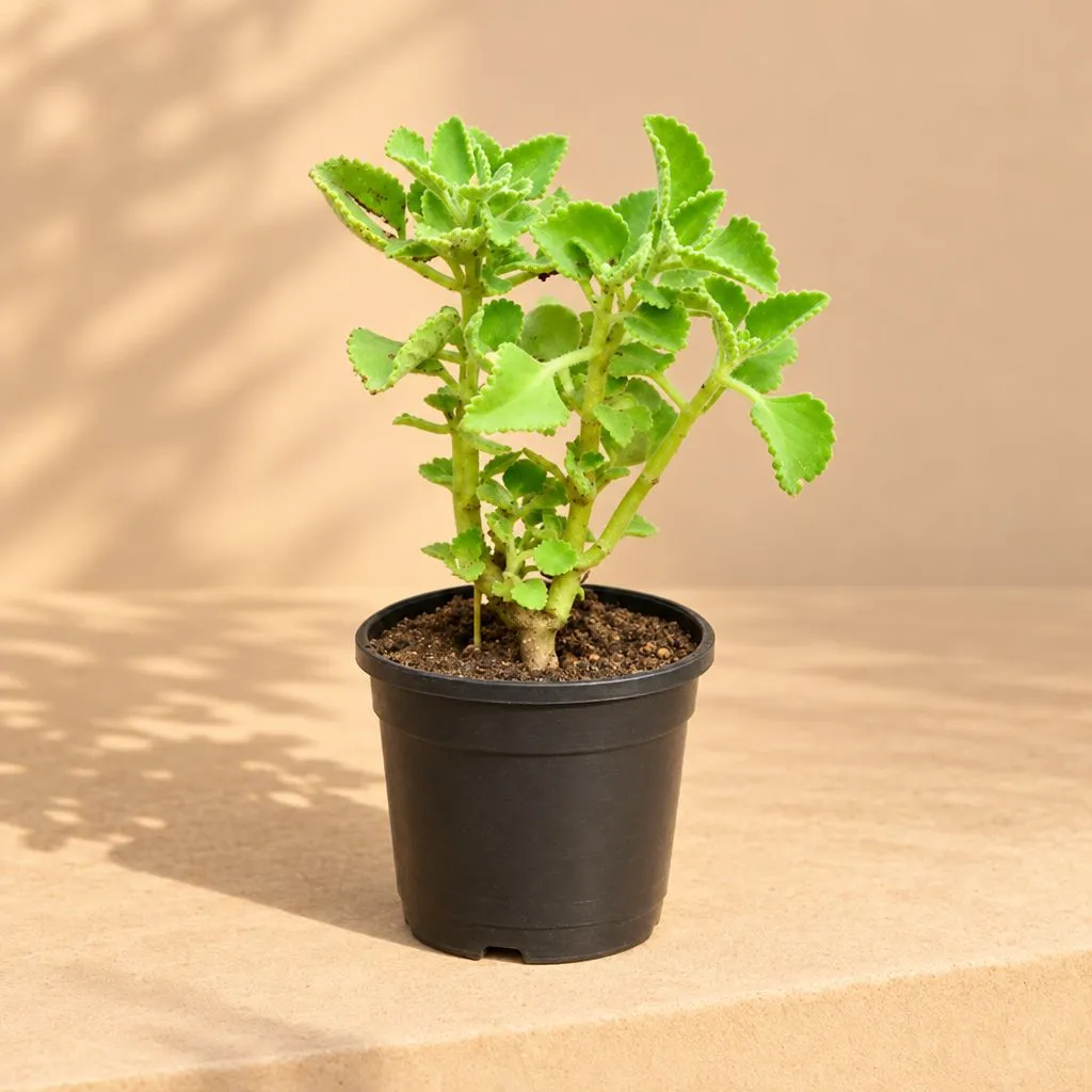 Ajwain Plant in 6 inch Nursery Pot