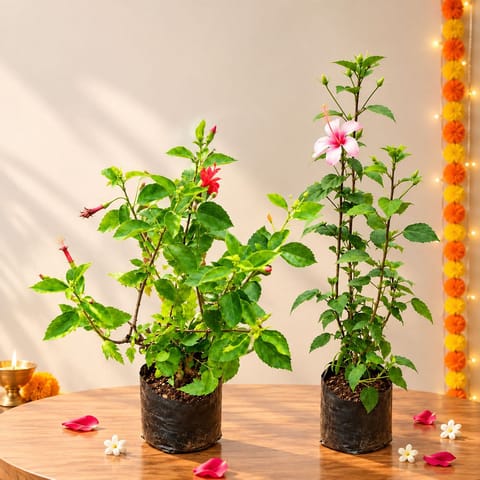 Happy Hibiscus Duo - Set of 2- Hibiscus / Gudhal Red & Pink in 6 Inch Nursery Bag