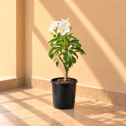Naag Champa / Plumeria in 8 Inch Nursery Pot