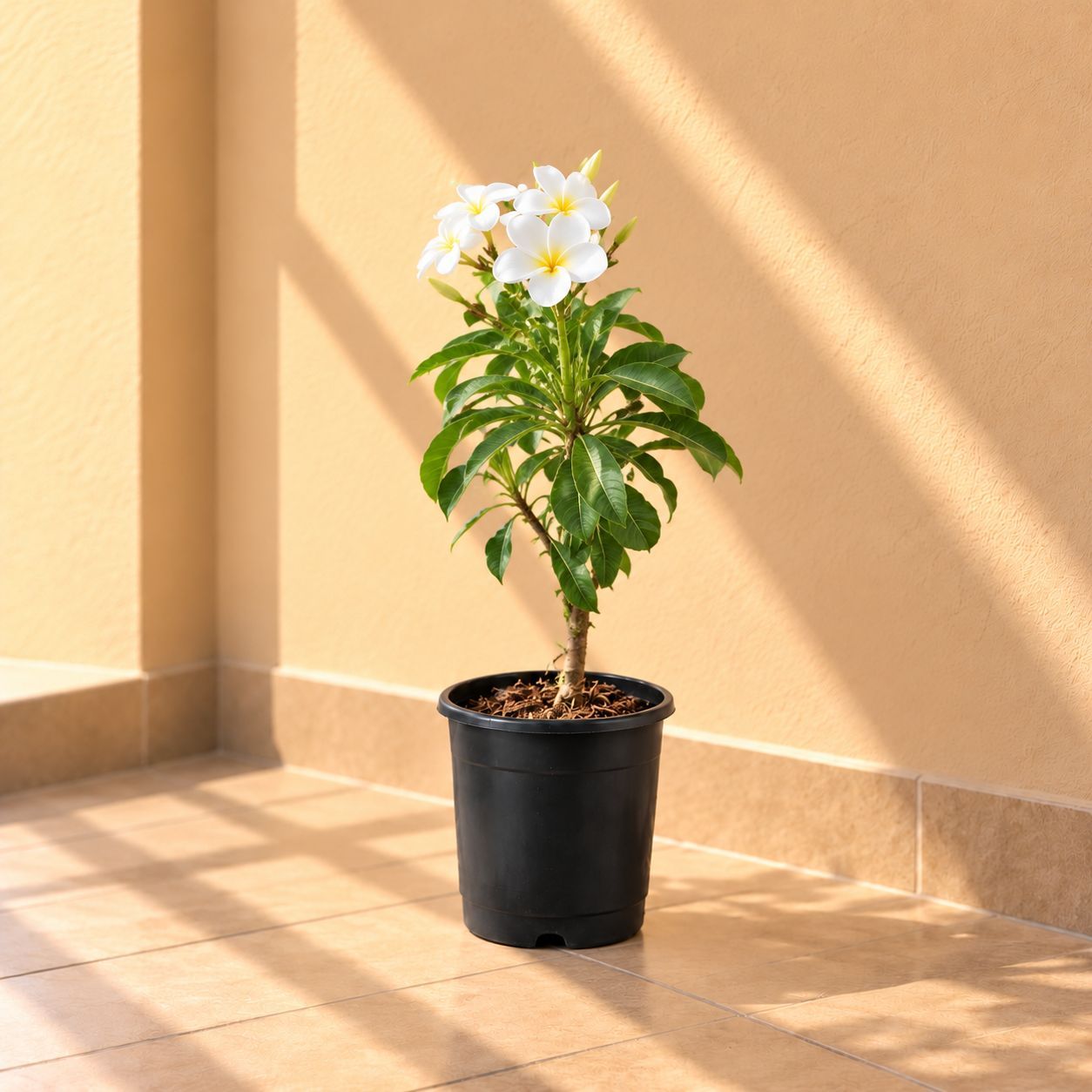 Naag Champa / Plumeria in 8 Inch Nursery Pot