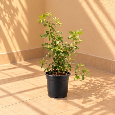 Chameli in 8 Inch Black Nursery Pot