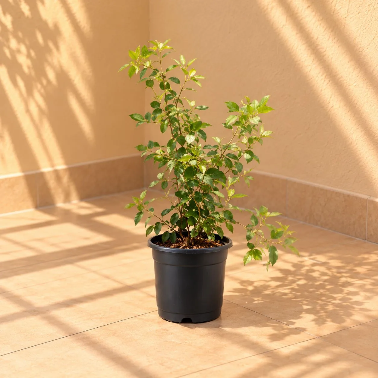 Chameli in 8 Inch Black Nursery Pot