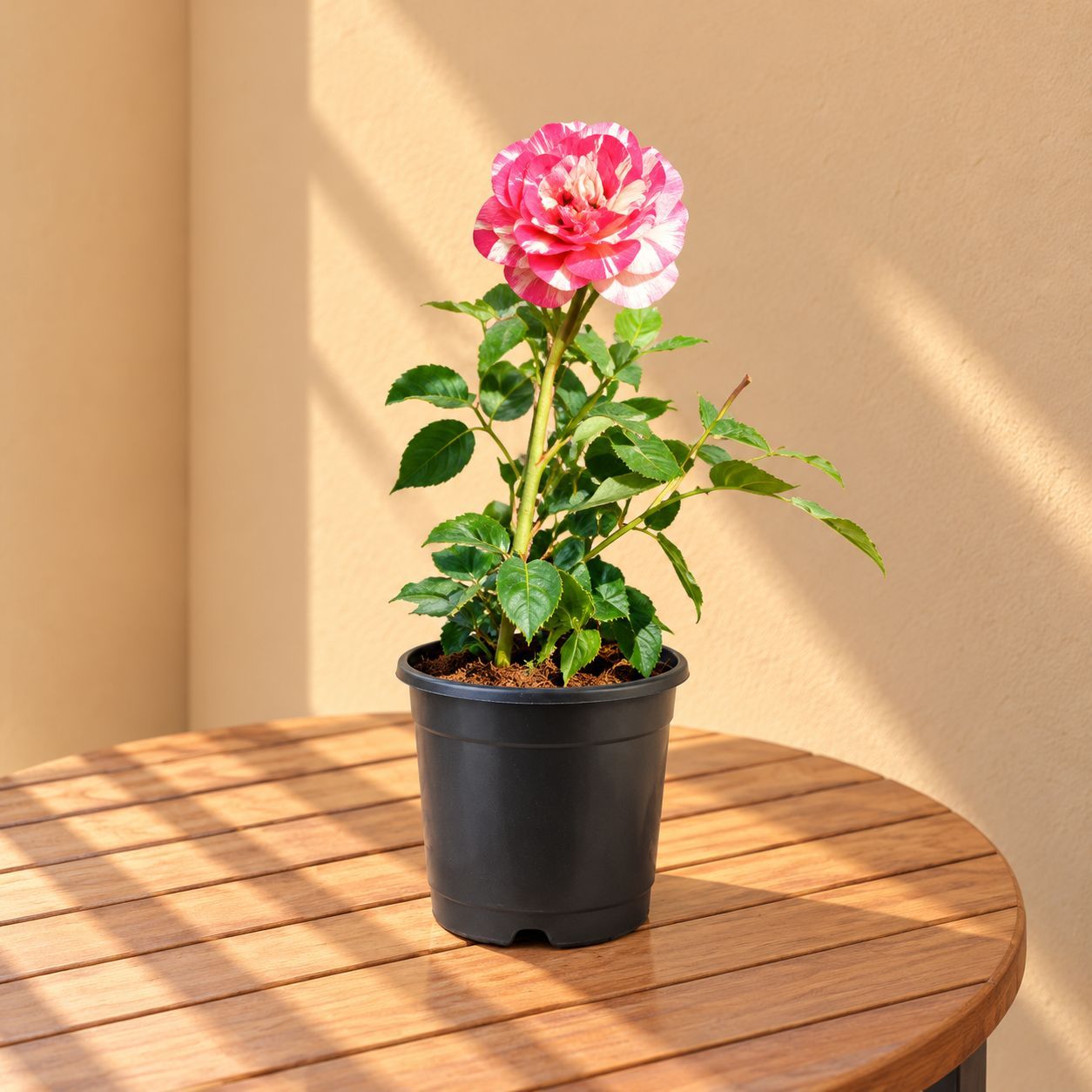 English Rose / Gulab (any colour) in 8 Inch Nursery Pot